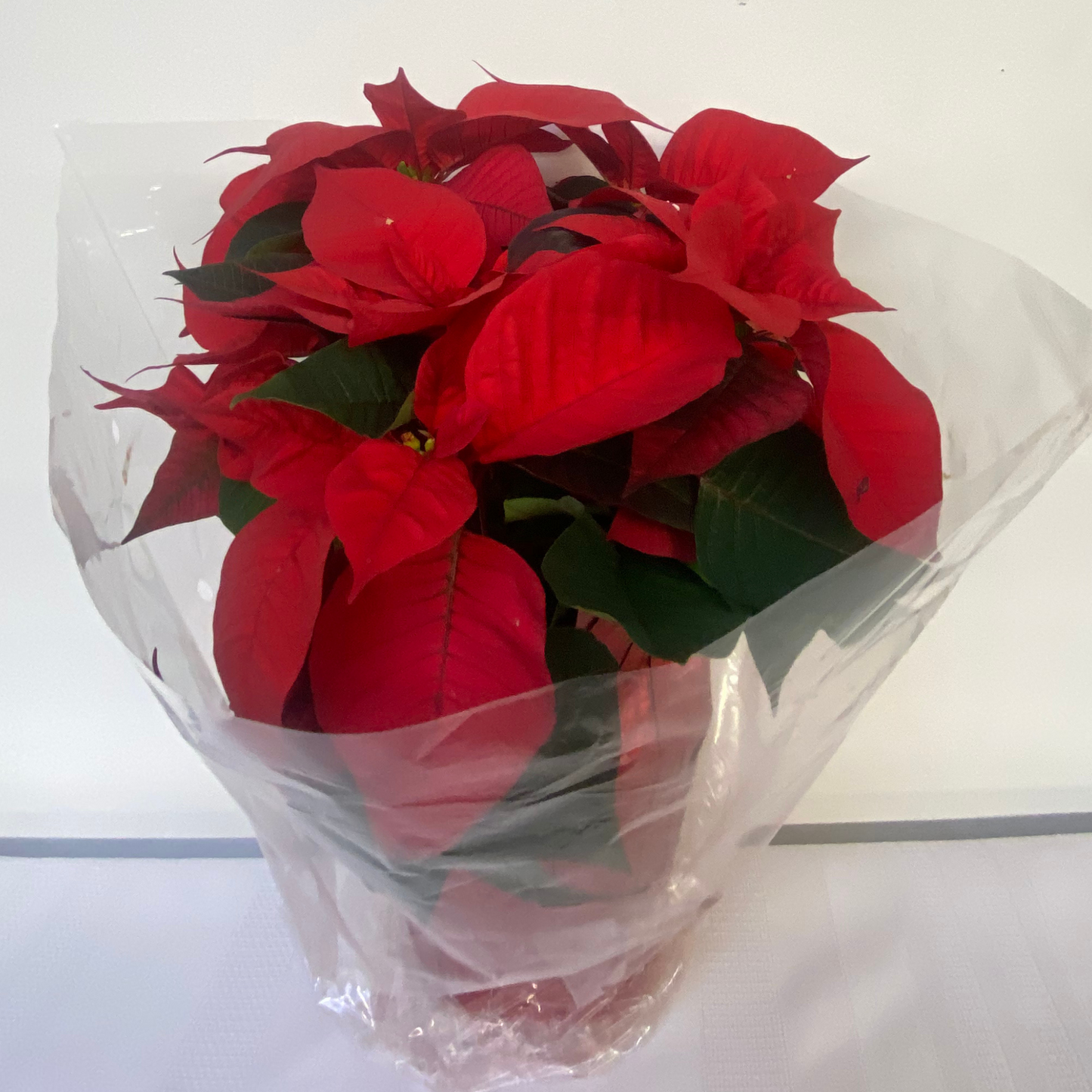 Poinsettia