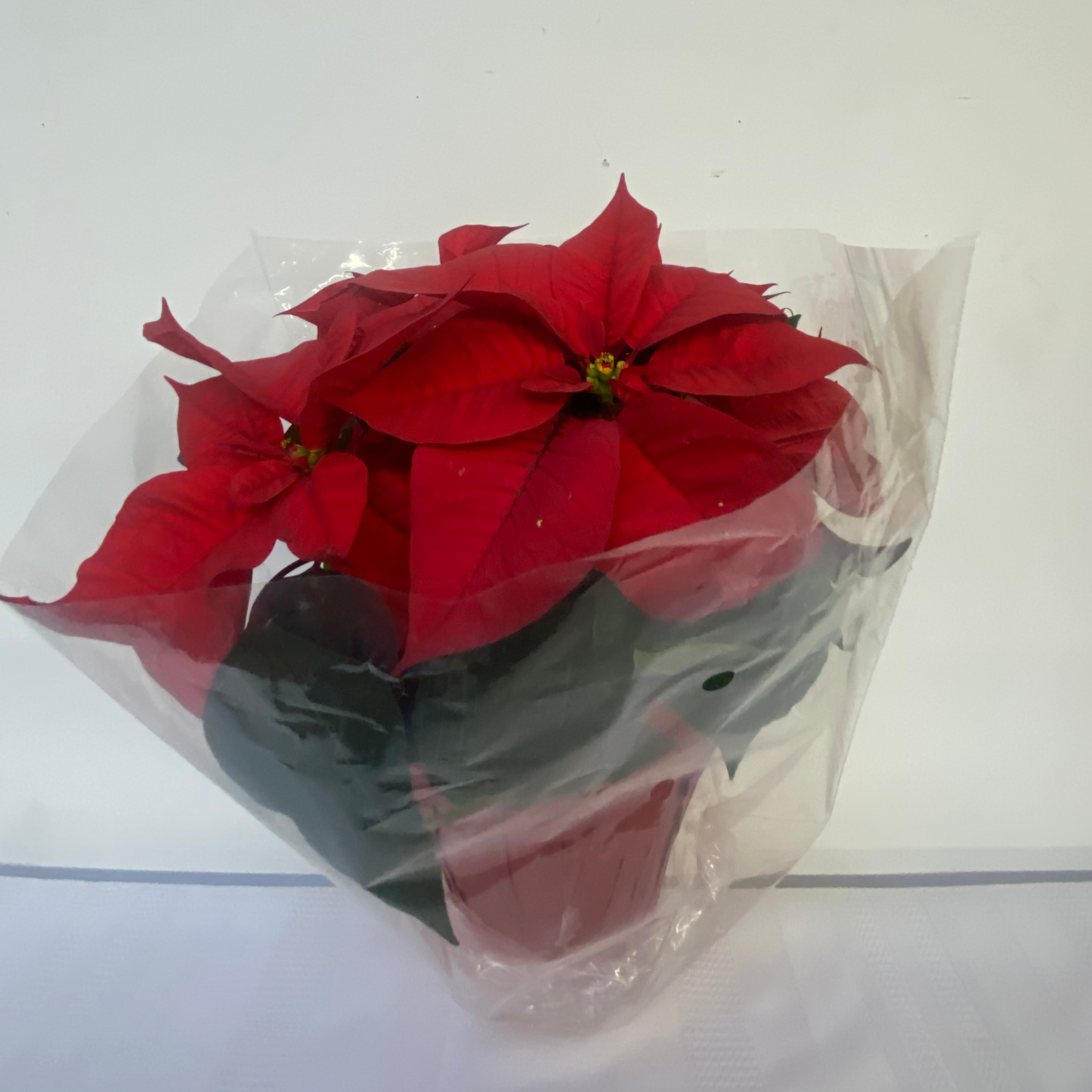 Poinsettia